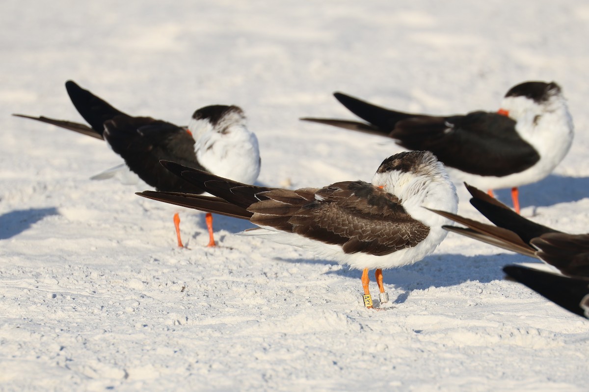 Amerikascherenschnabel - ML646857109