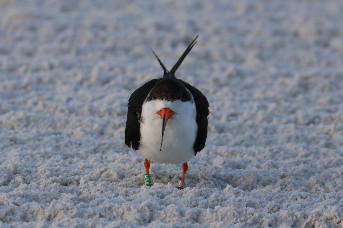 Amerikascherenschnabel - ML646857110