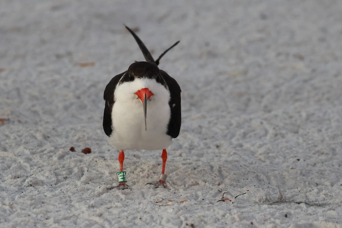 Amerikascherenschnabel - ML646857111