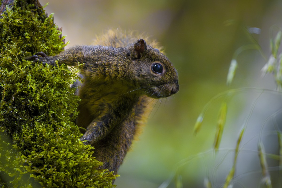 Red-tailed Squirrel - ML646857112