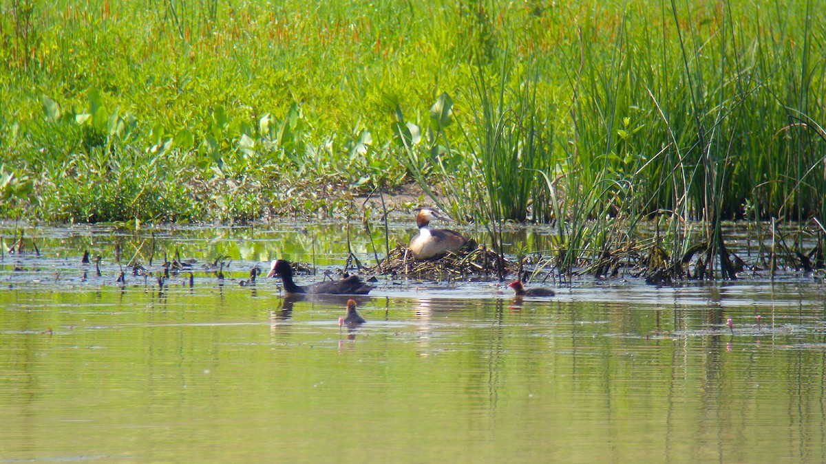 冠鸊鷉 - ML646857113