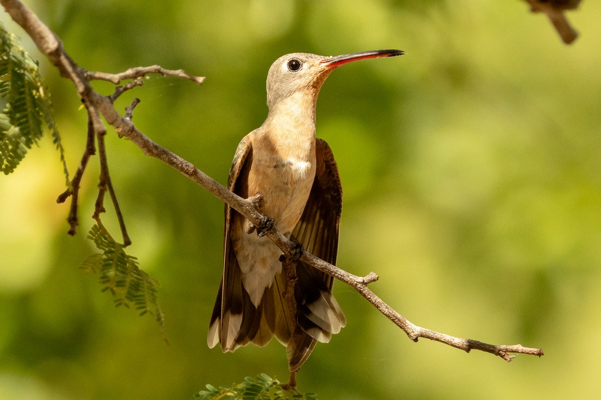 Ржавогрудый левкипп - ML646857120