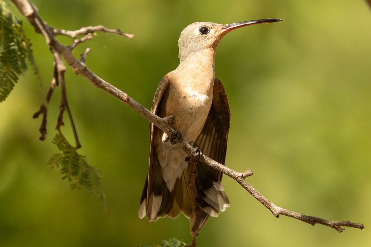 Ржавогрудый левкипп - ML646857121