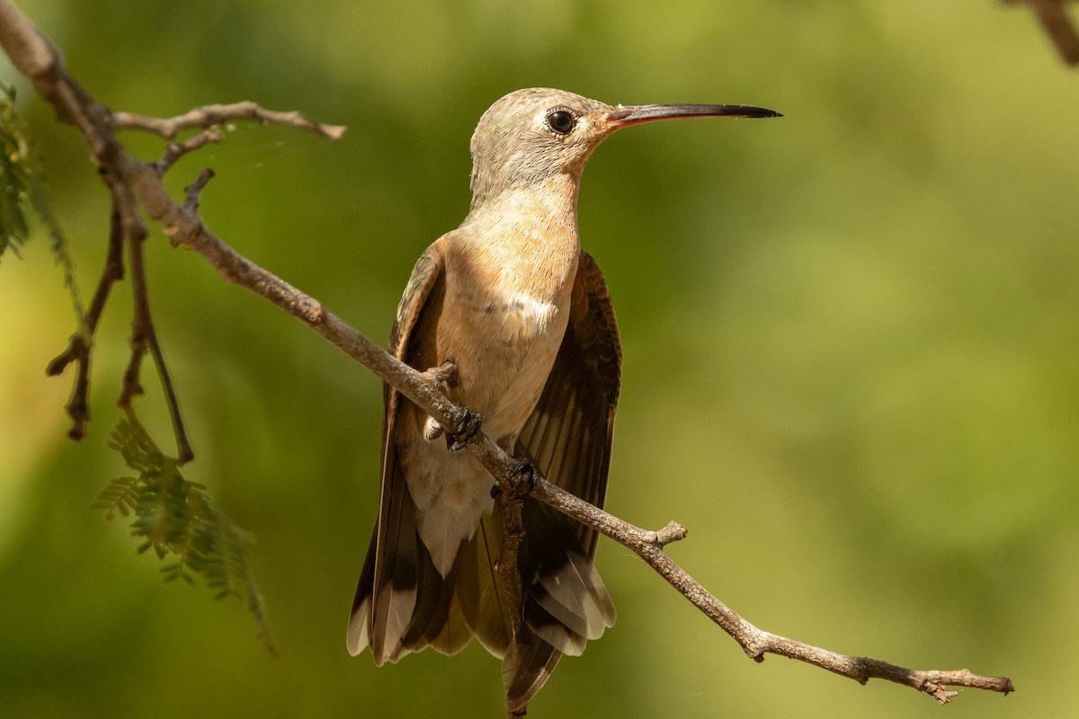 Ржавогрудый левкипп - ML646857122