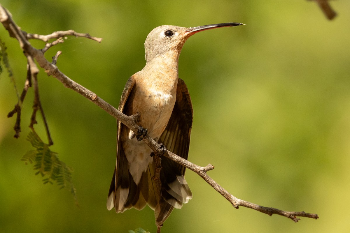 Ржавогрудый левкипп - ML646857123