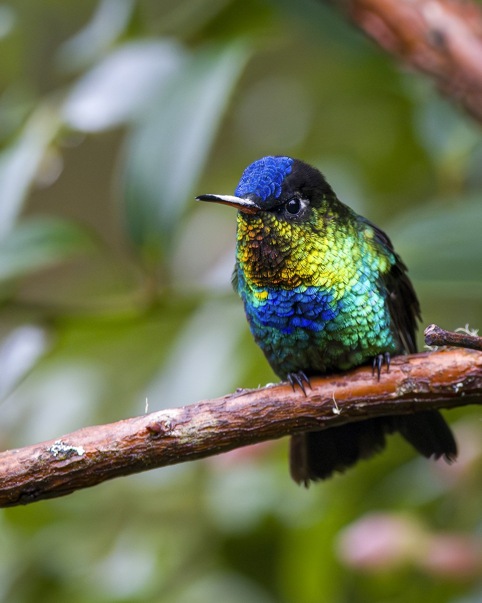 kolibřík ohnivobradý - ML646857124