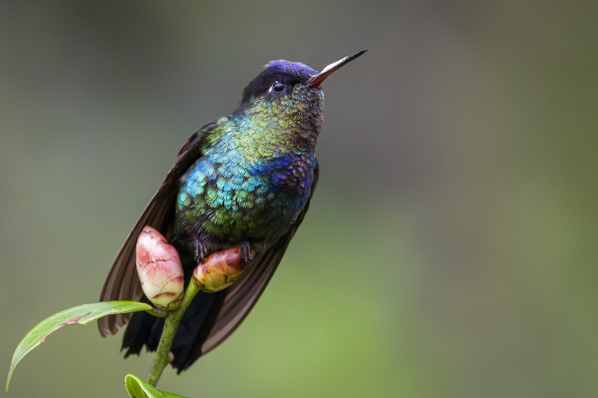 kolibřík ohnivobradý - ML646857126