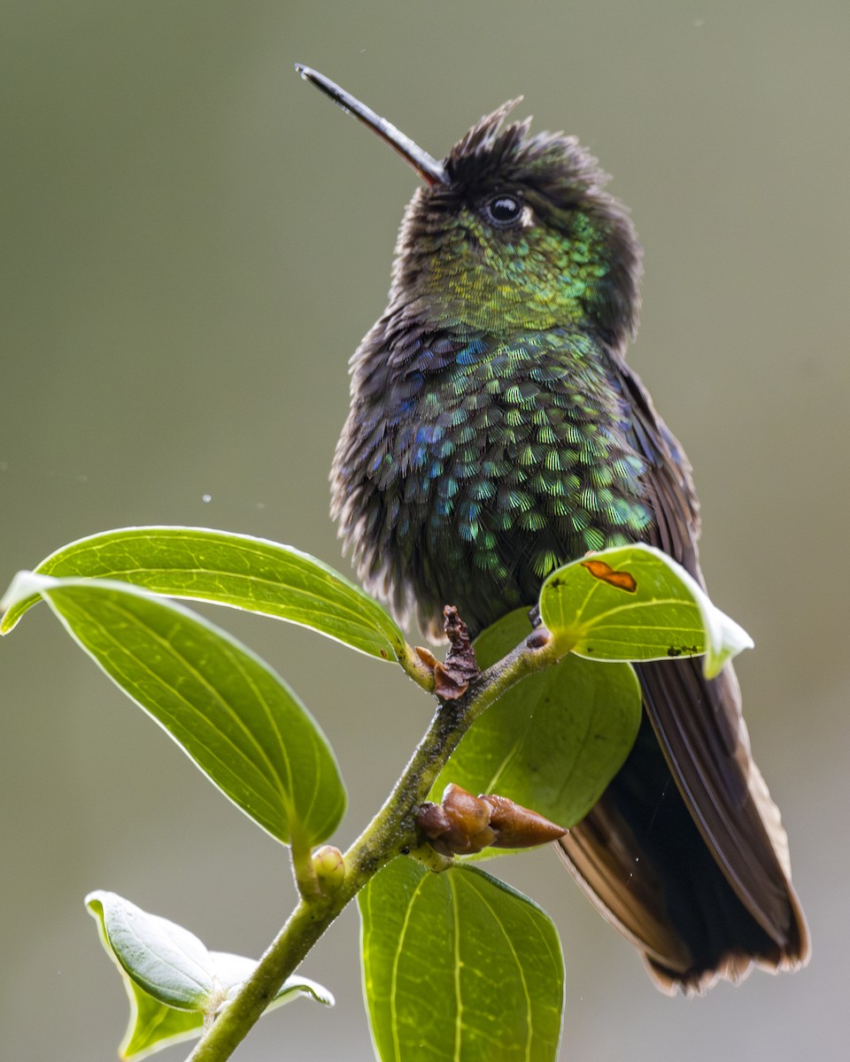 kolibřík ohnivobradý - ML646857127