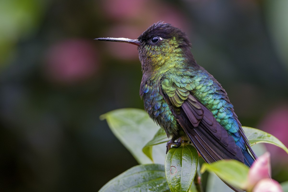 kolibřík ohnivobradý - ML646857128