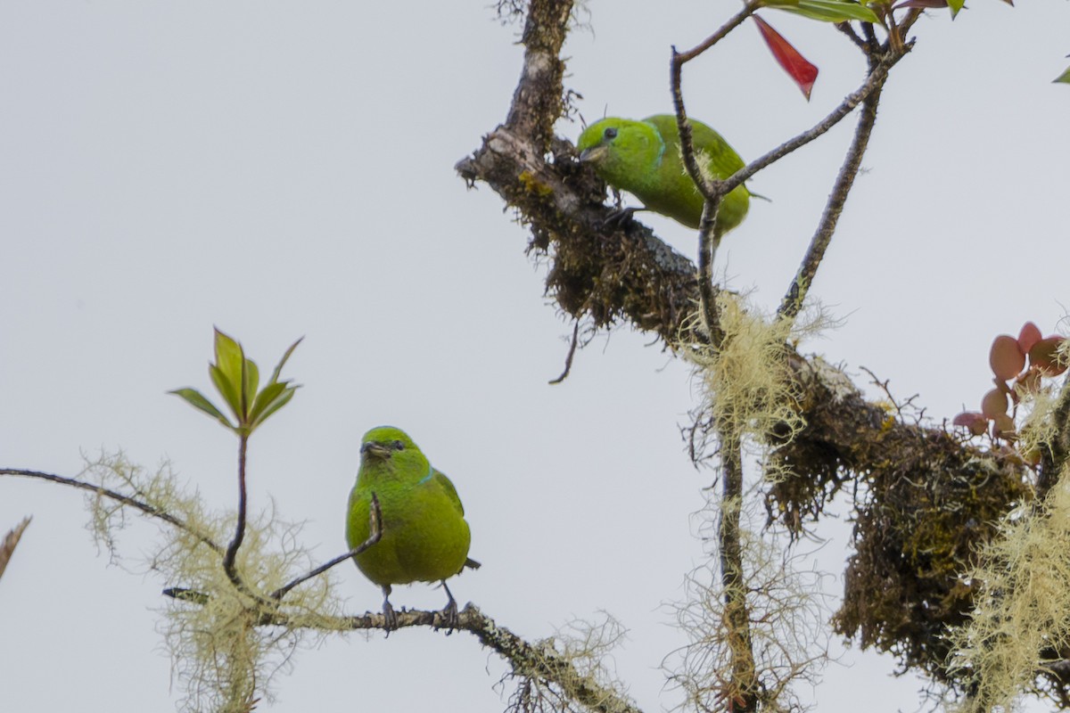 libohlásek malachitový - ML646857132