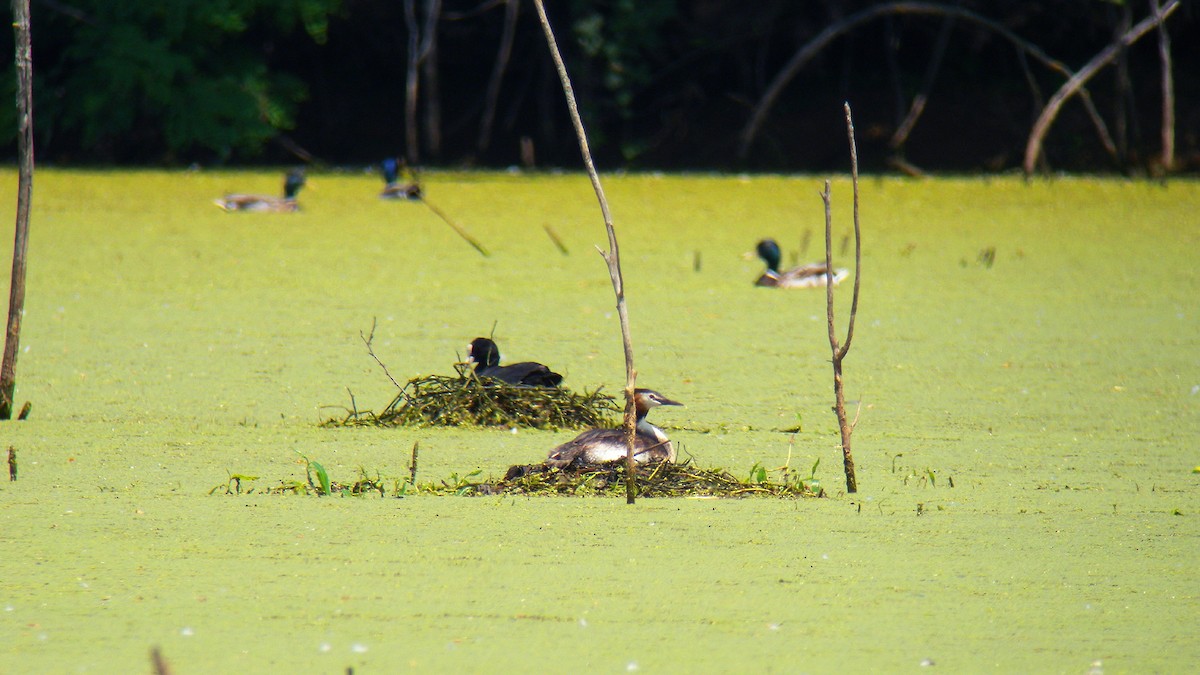 冠鸊鷉 - ML646857135