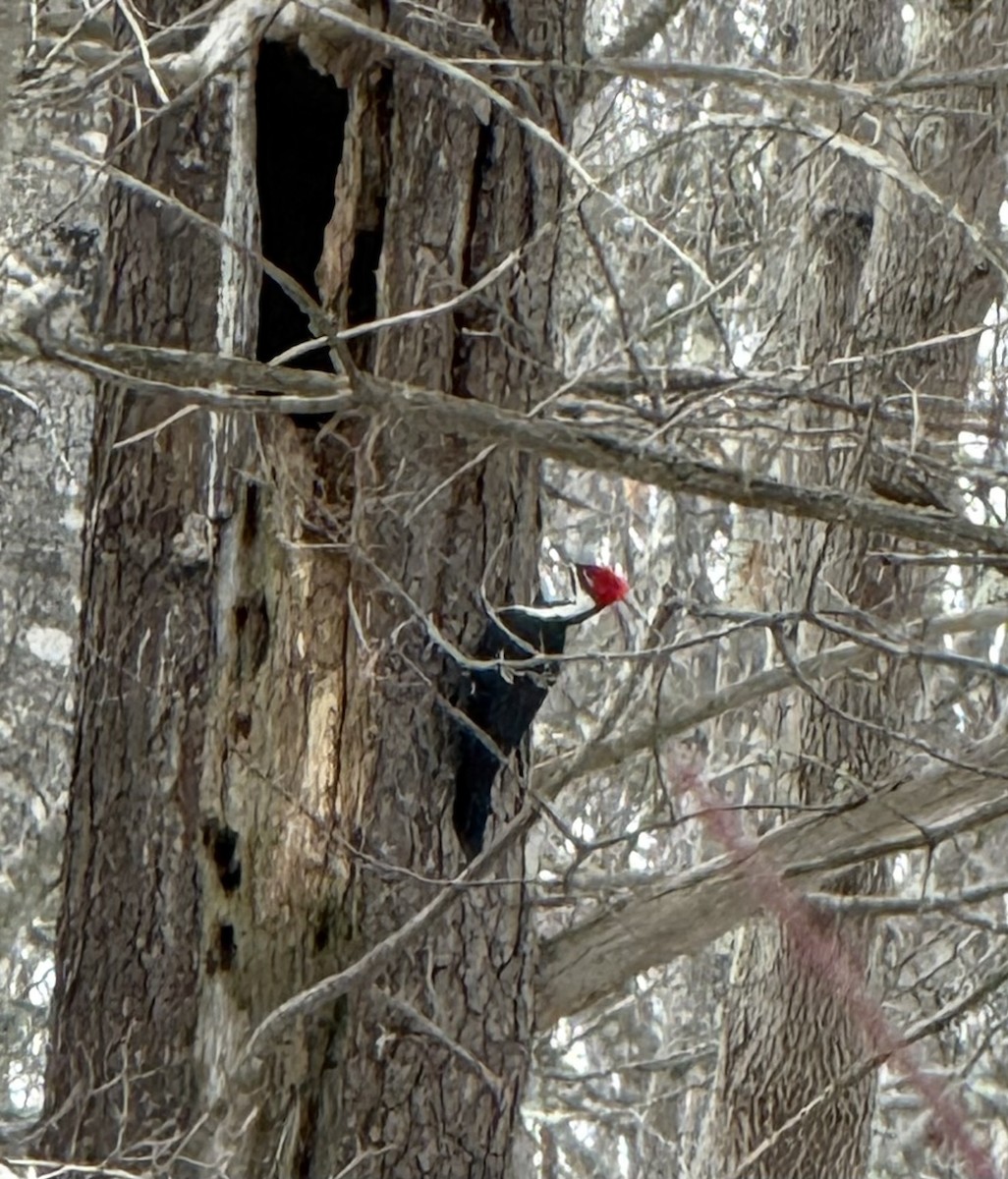 datel chocholatý - ML646857136