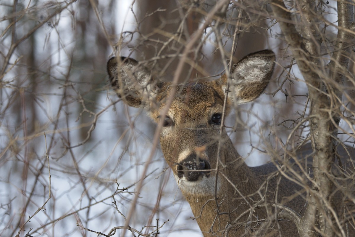 Animals - ML646857137