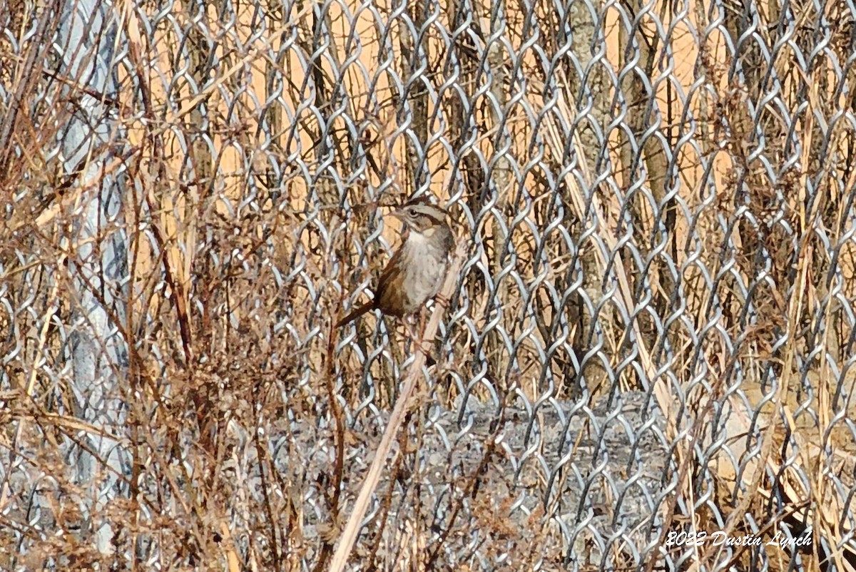 Пасовка болотяна - ML646857141