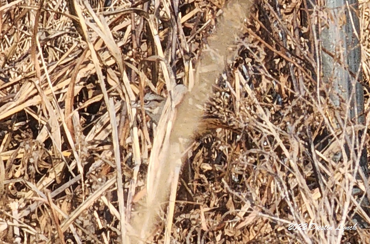 Пасовка болотяна - ML646857142