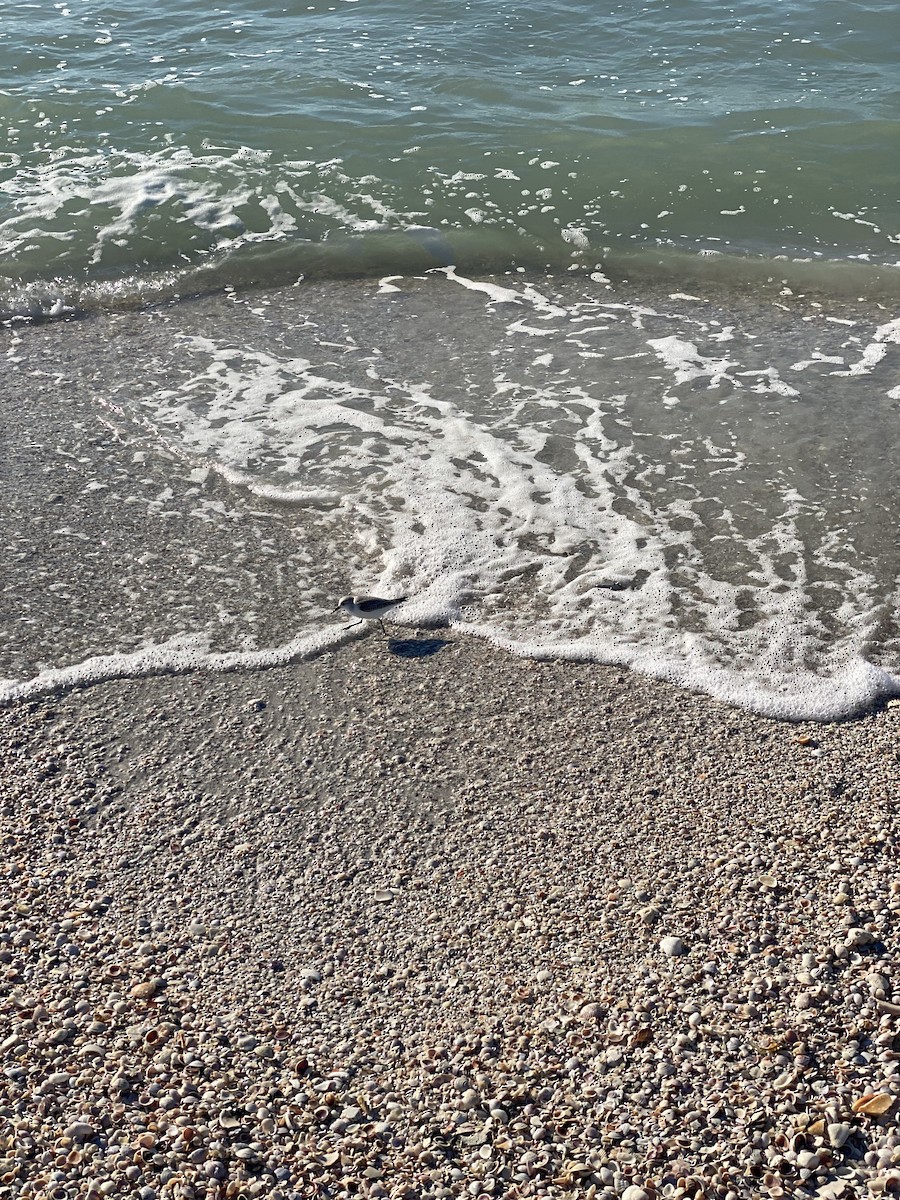 Correlimos Tridáctilo - ML646857145