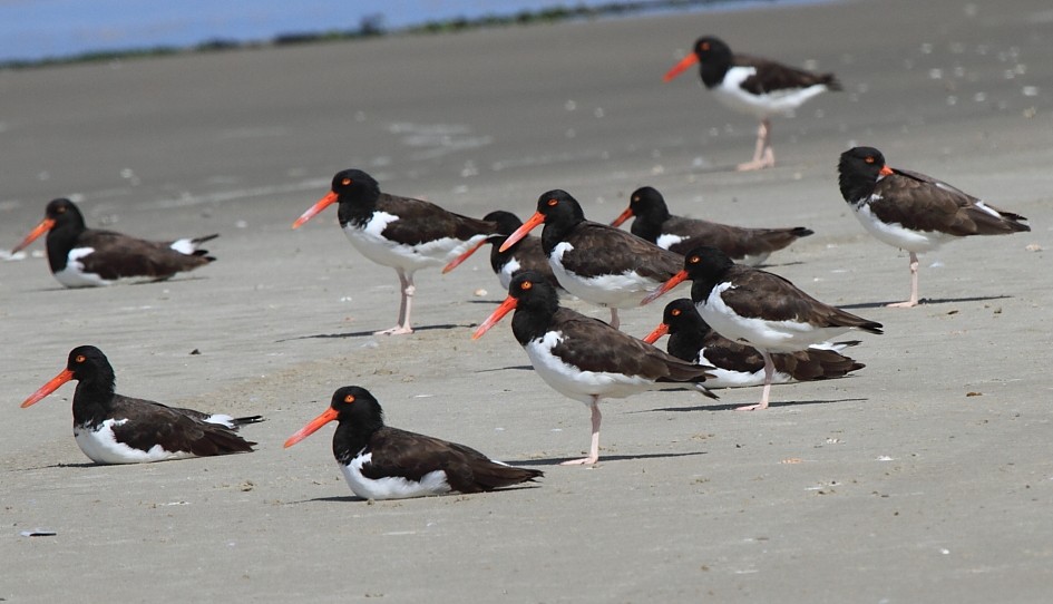 Black-necked Stilt (White-backed) - ML646857146