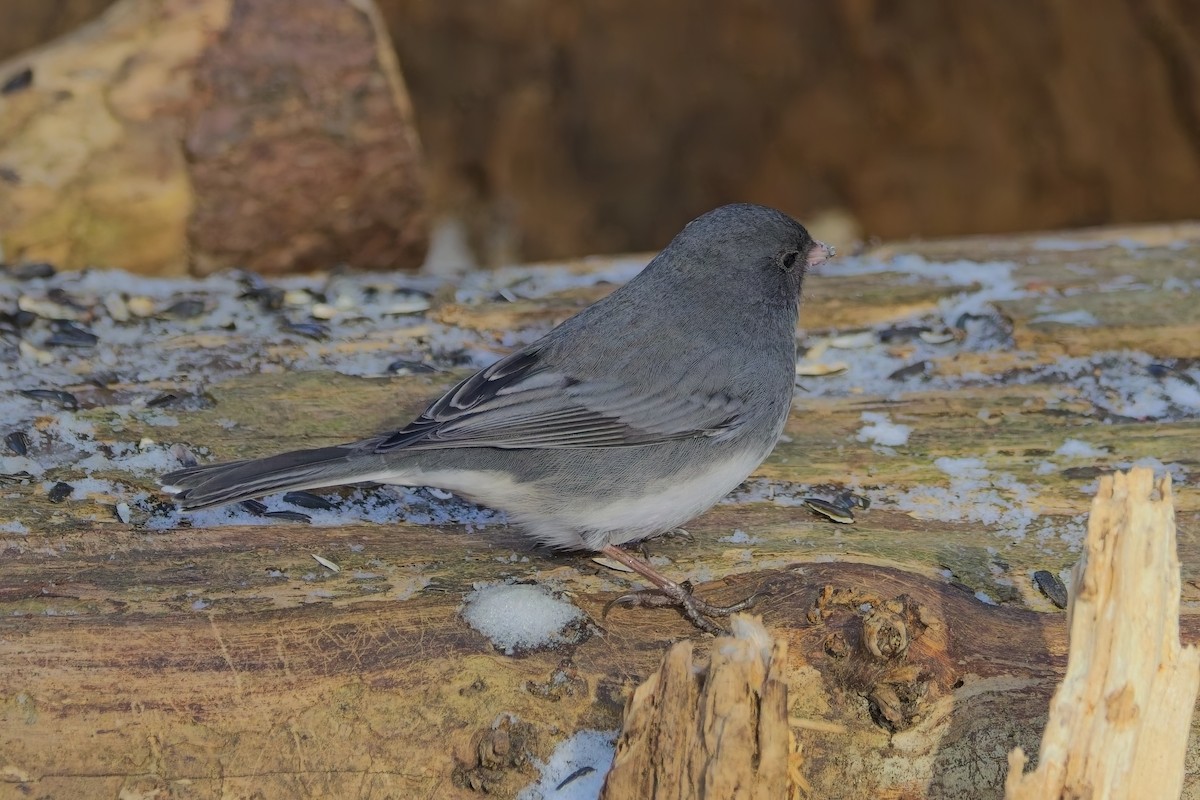 Dark-eyed Junco - ML646857147