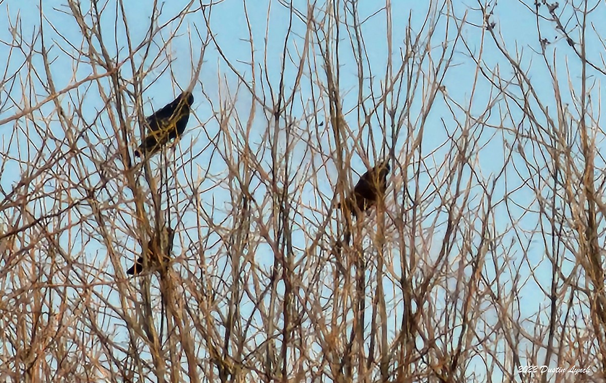 Ворона американська - ML646857150