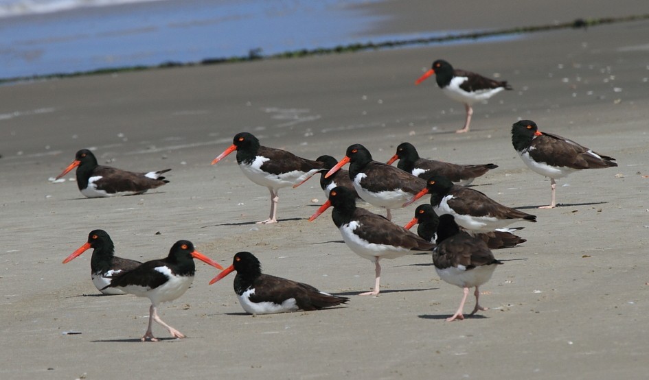 Black-necked Stilt (White-backed) - ML646857151