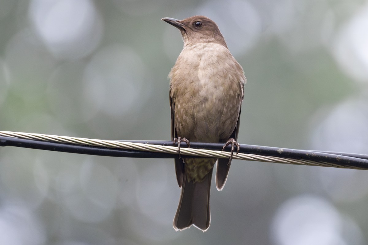 drozd středoamerický - ML646857152