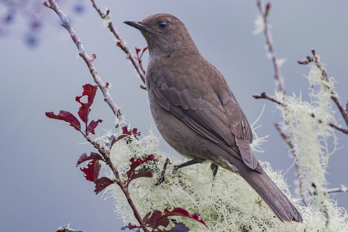 drozd středoamerický - ML646857153