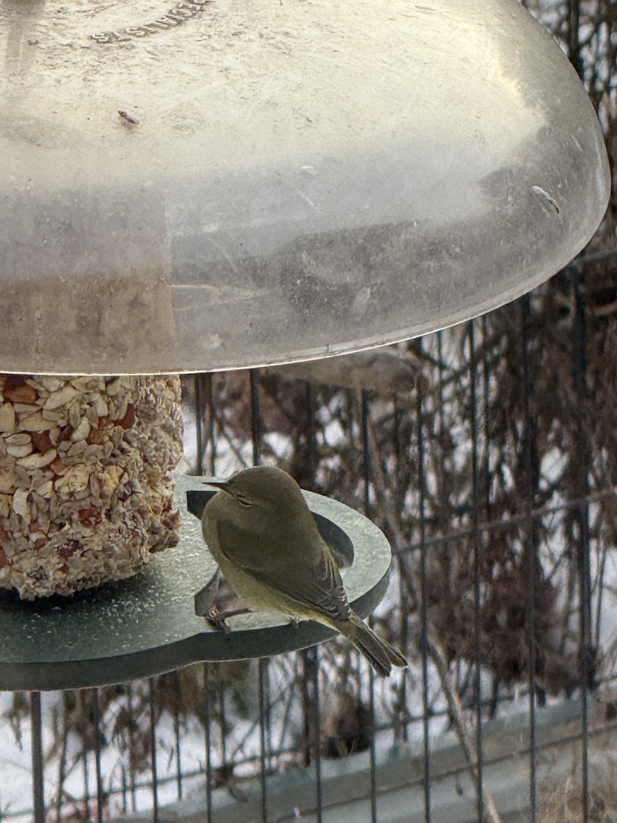 lesňáček hvězdičkový - ML646857154