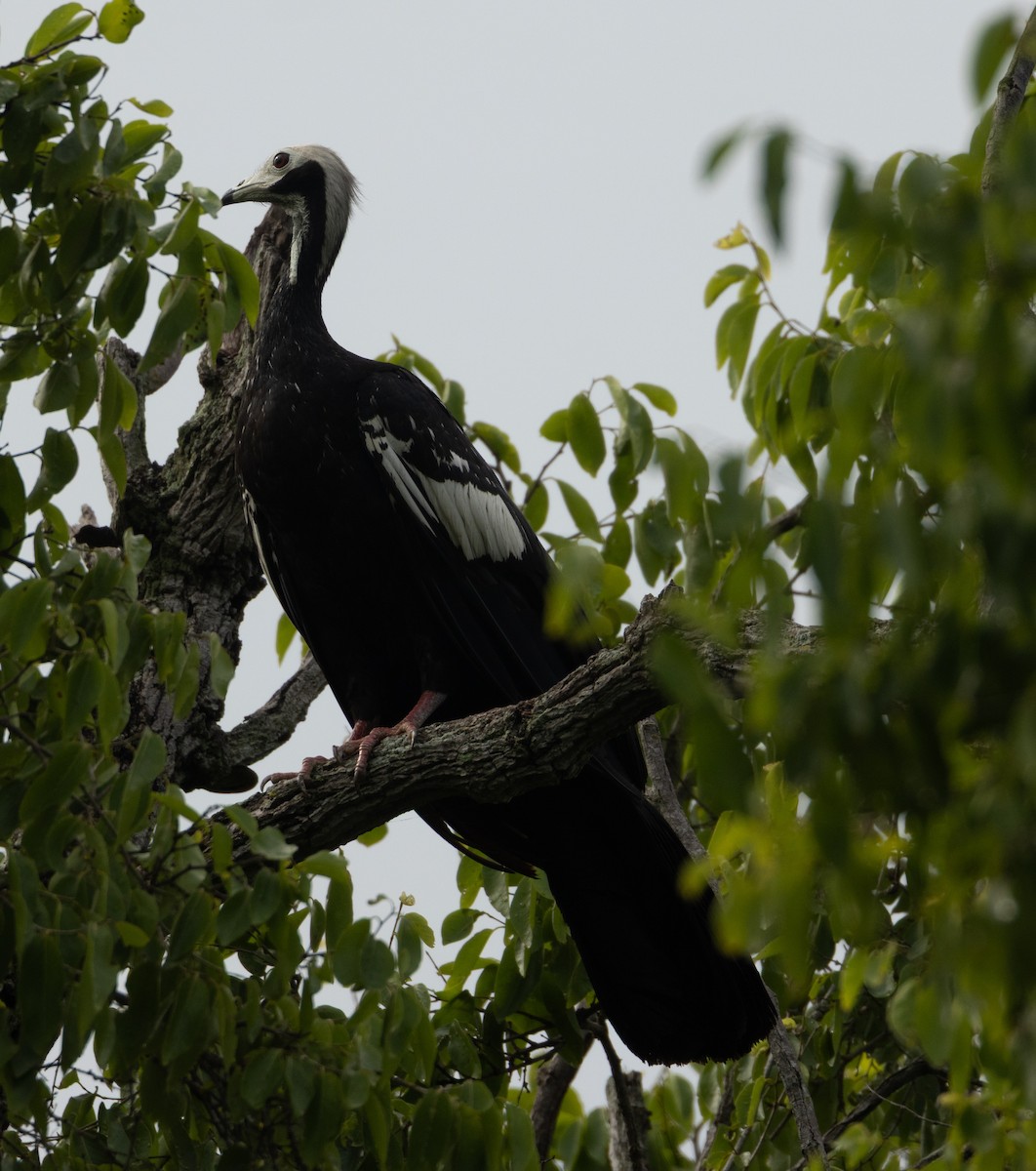 White-throated Piping-Guan - ML646857155