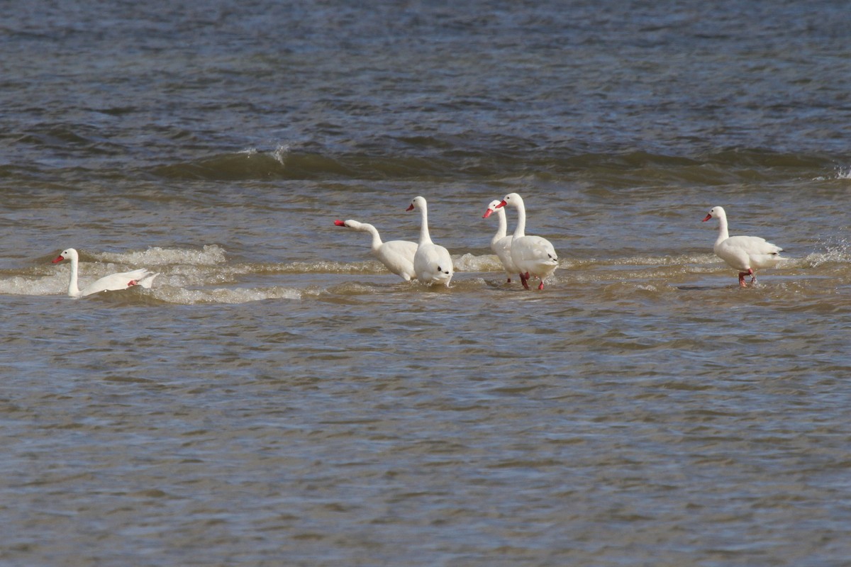 Coscoroba Swan - ML646857157