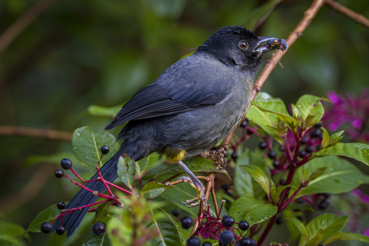 Yellow-thighed Brushfinch - ML646857158