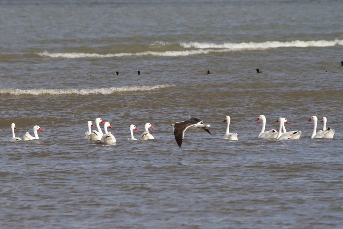 Coscoroba Swan - ML646857159