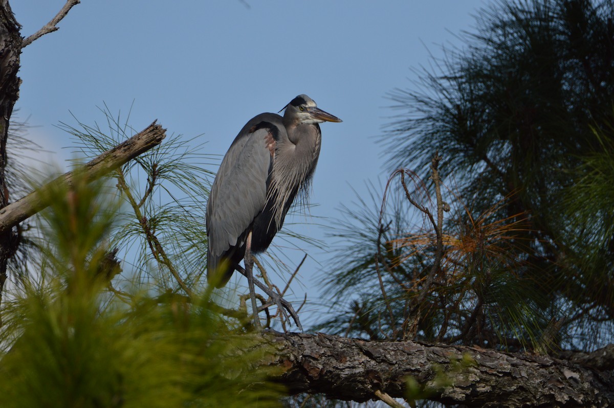 Great Blue Heron - ML646857160