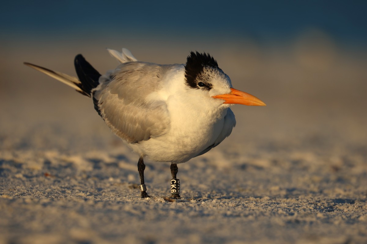 Königsseeschwalbe - ML646857162