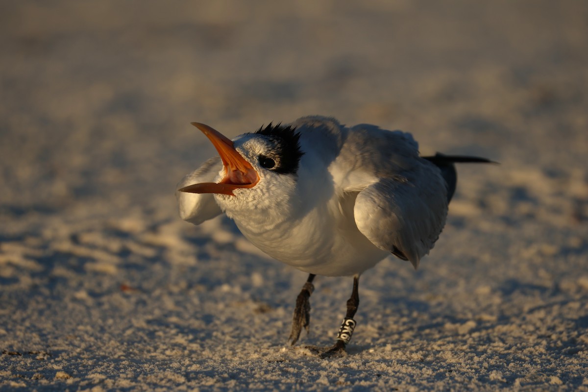 Königsseeschwalbe - ML646857163