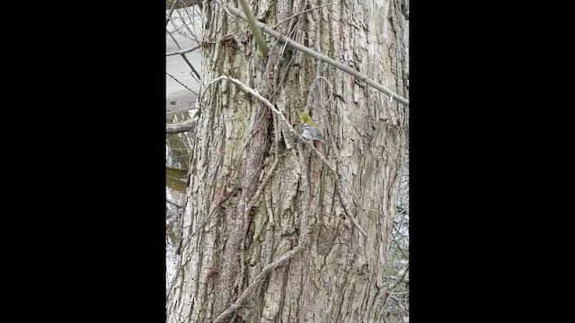 סבכון צהוב-ראש - ML646857165