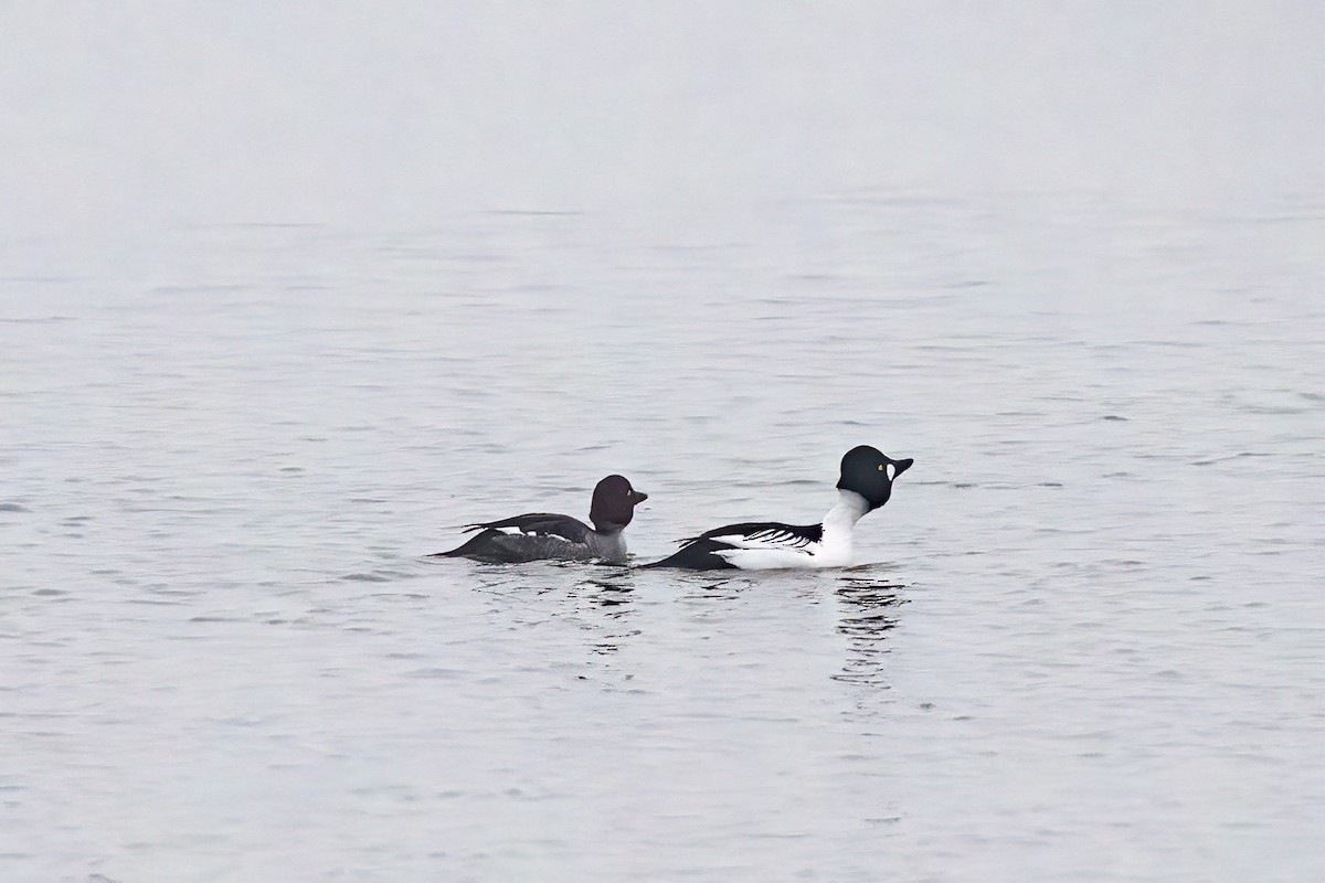 Common Goldeneye - ML646857167