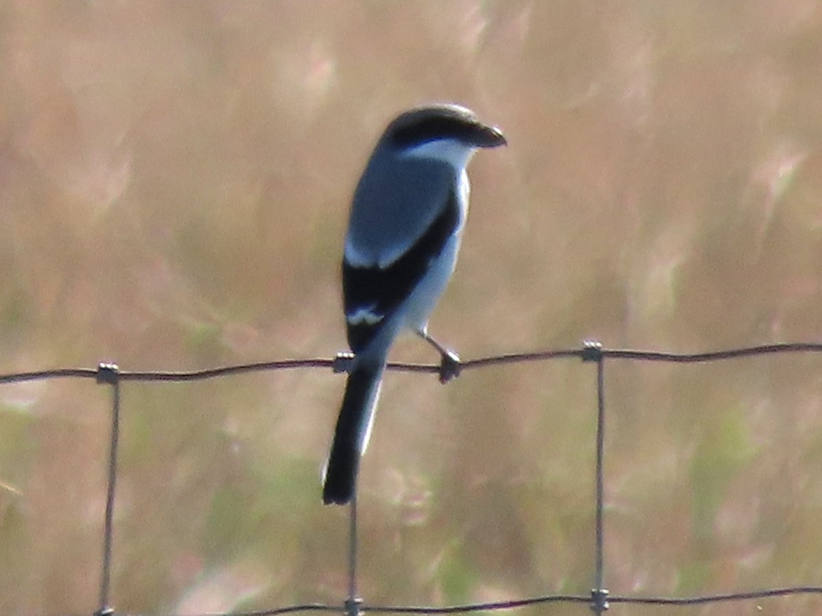 Loggerhead Shrike - ML646857170