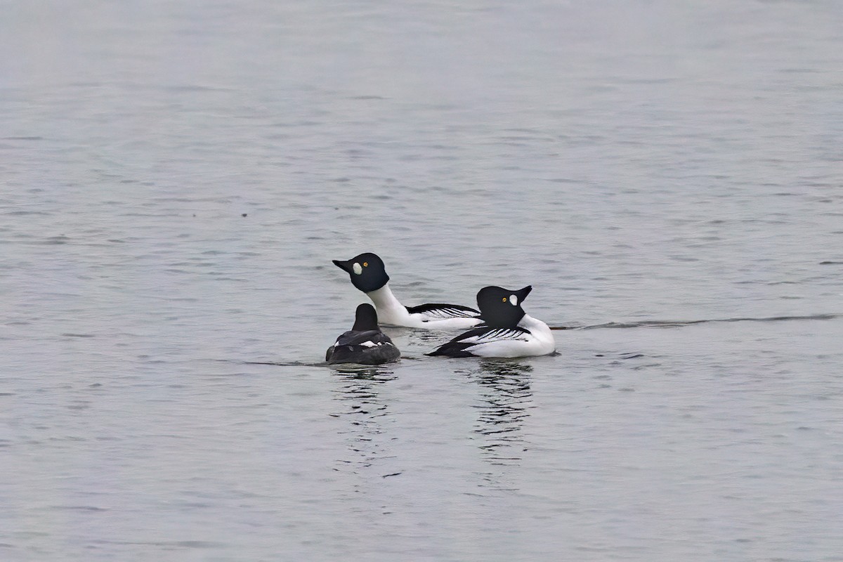 Common Goldeneye - ML646857171