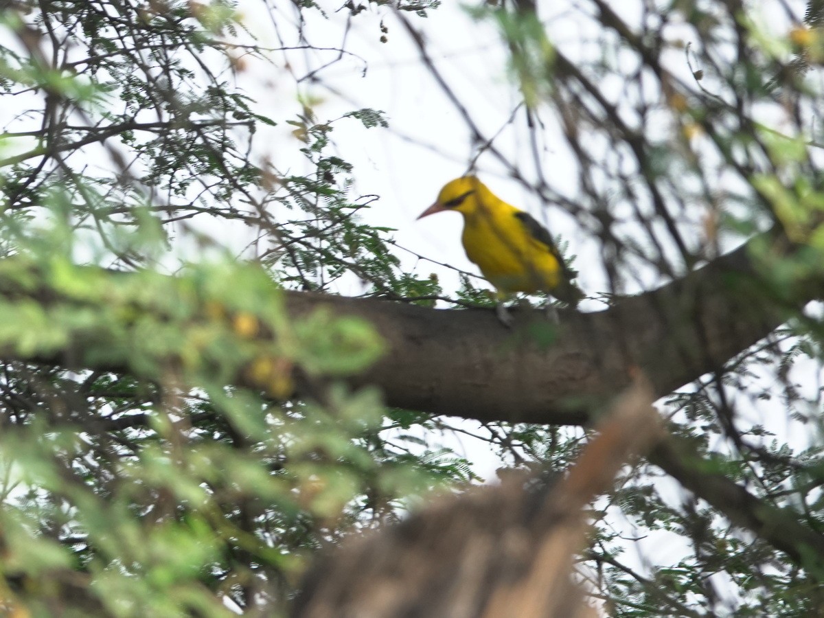 Indian Golden Oriole - ML646857173