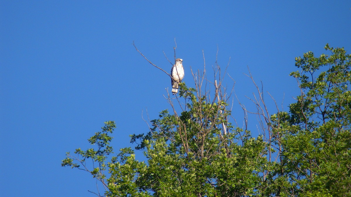Short-toed Snake-Eagle - ML646857174