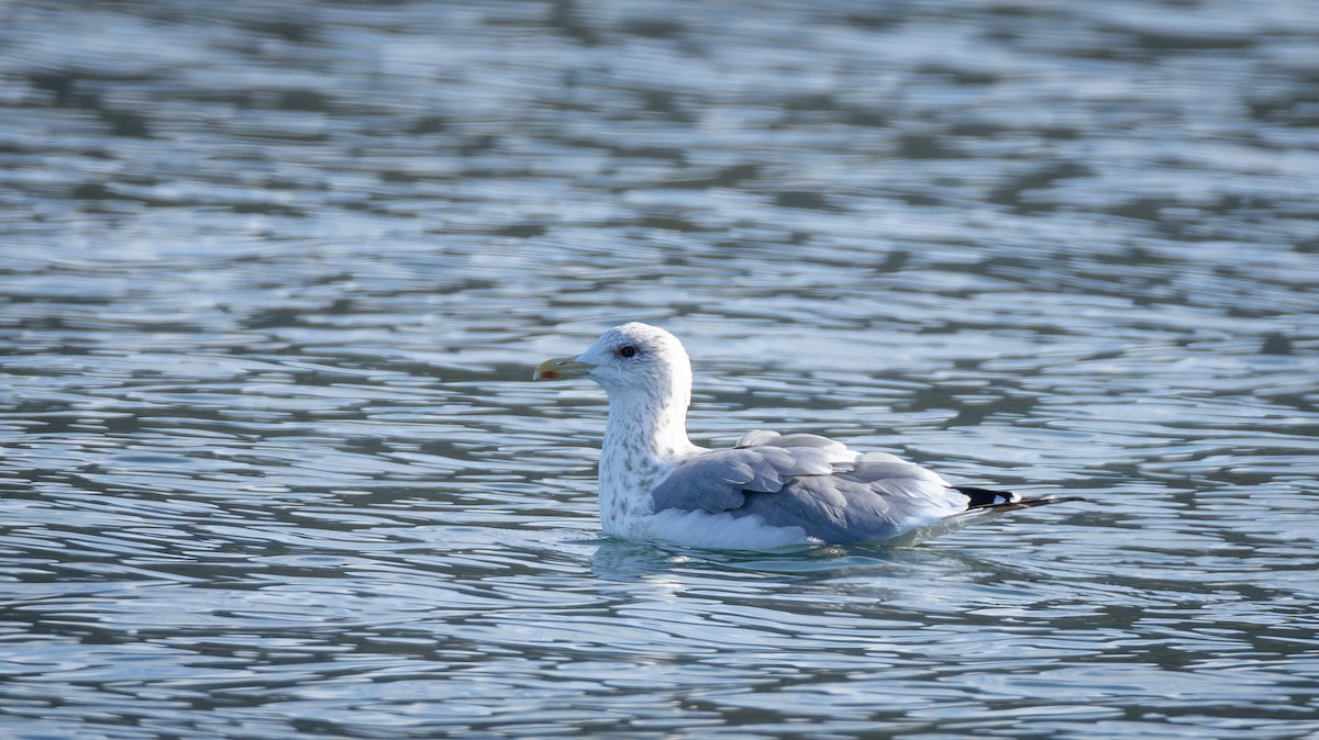 Vega Gull - ML646857175