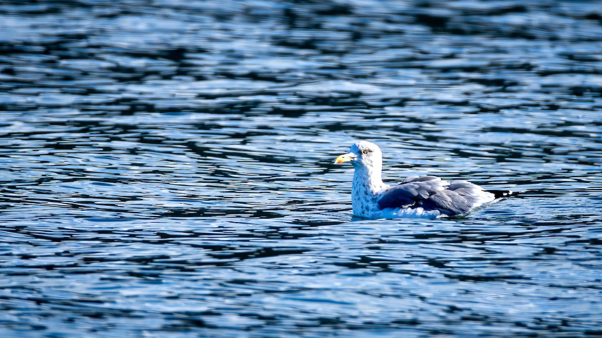 Vega Gull - ML646857176