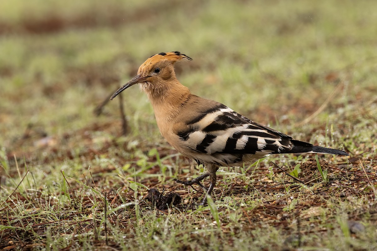 戴勝 - ML646857178