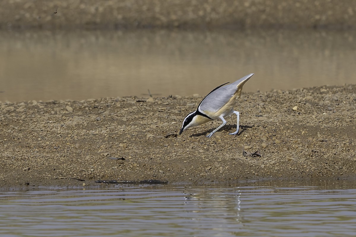 Egyptian Plover - ML646857179