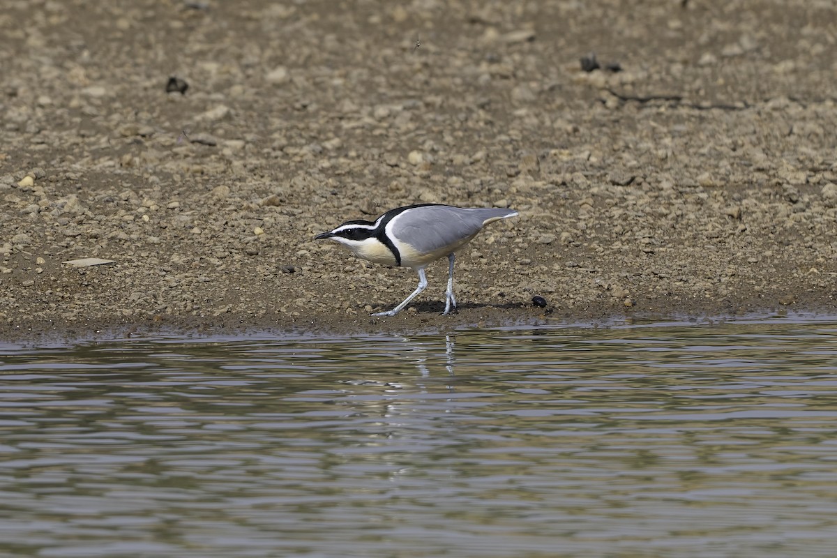 Egyptian Plover - ML646857180