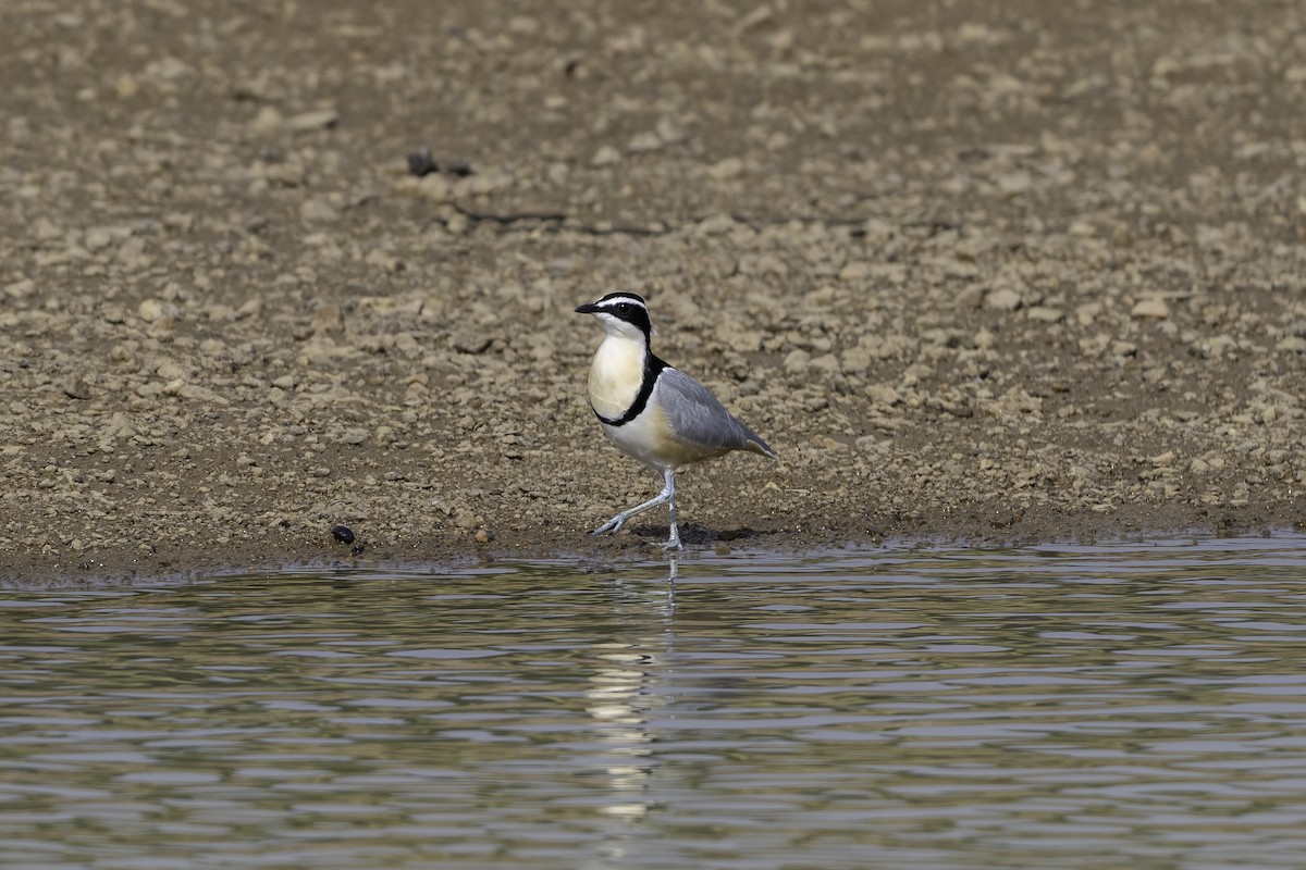 Egyptian Plover - ML646857183