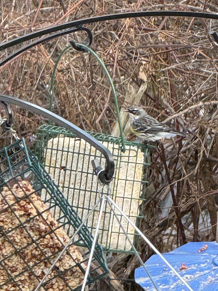 lesňáček žlutoskvrnný - ML646857184