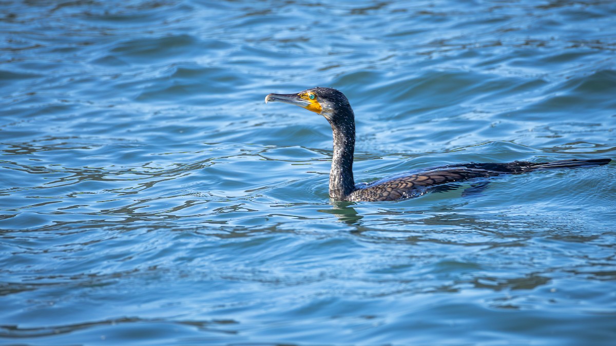 Great Cormorant - ML646857185