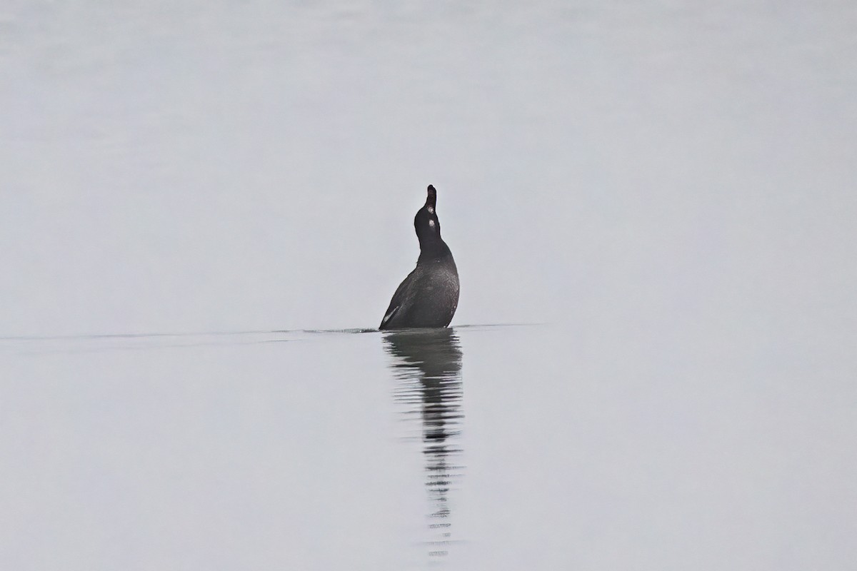 Velvet Scoter - ML646857186