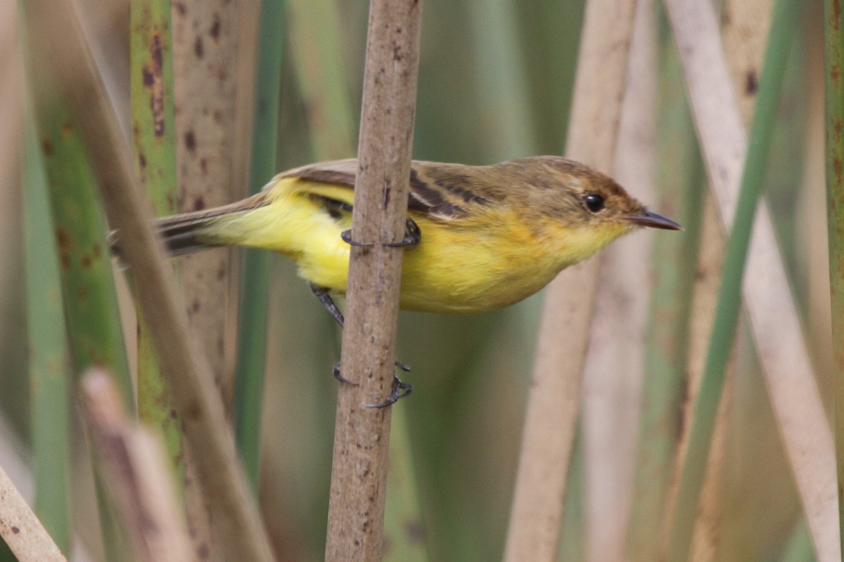 Warbling Doradito - ML646857187